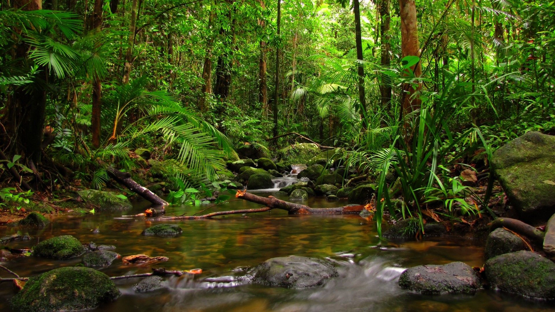정글 벽지 hd,자연 경관,자연,물줄기,숲,흐름