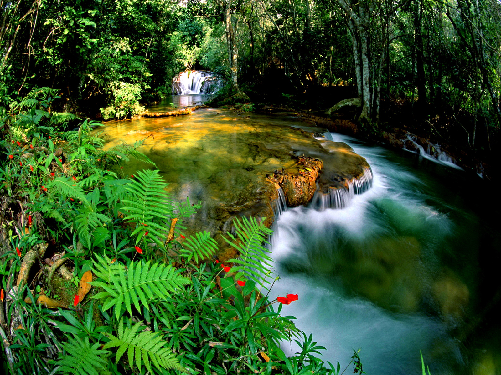 jungle wallpaper hd,natural landscape,nature,body of water,vegetation,water resources
