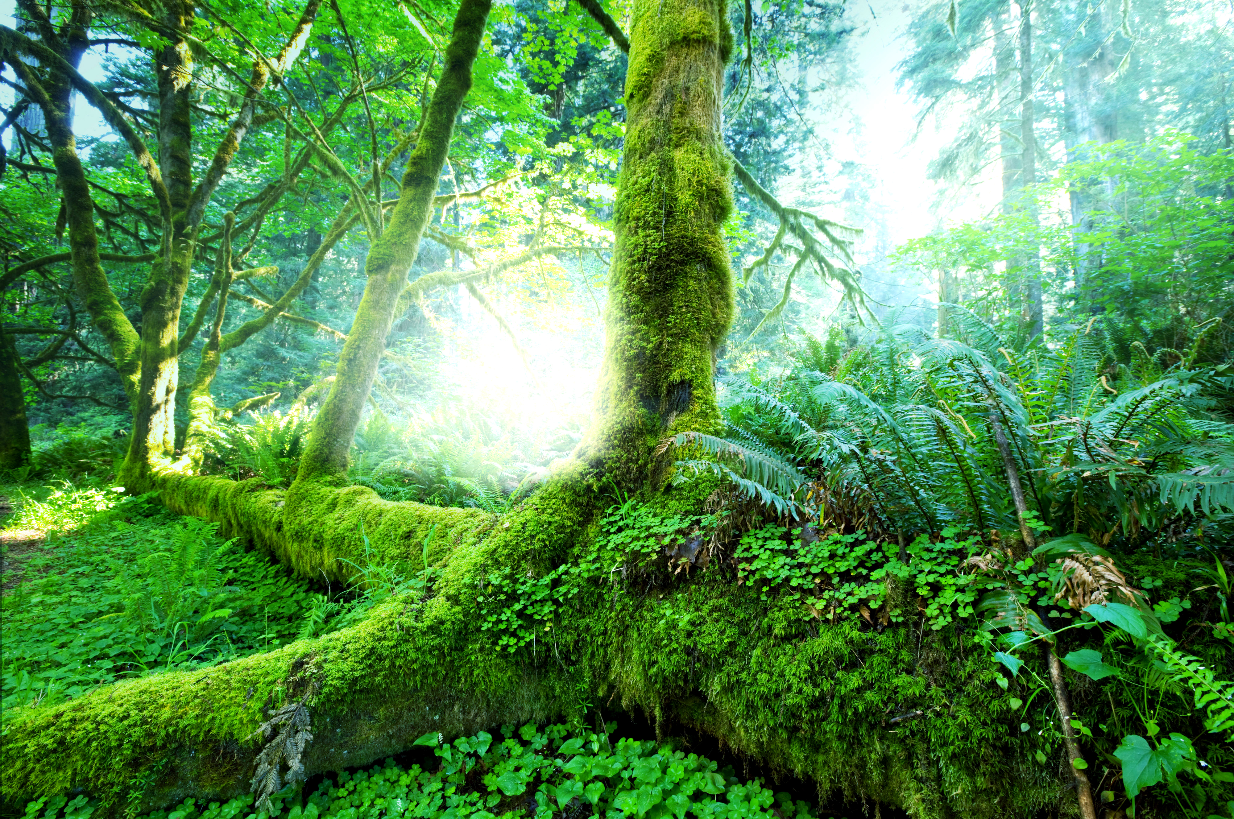 selva fondo de pantalla hd,paisaje natural,naturaleza,bosque,verde,árbol