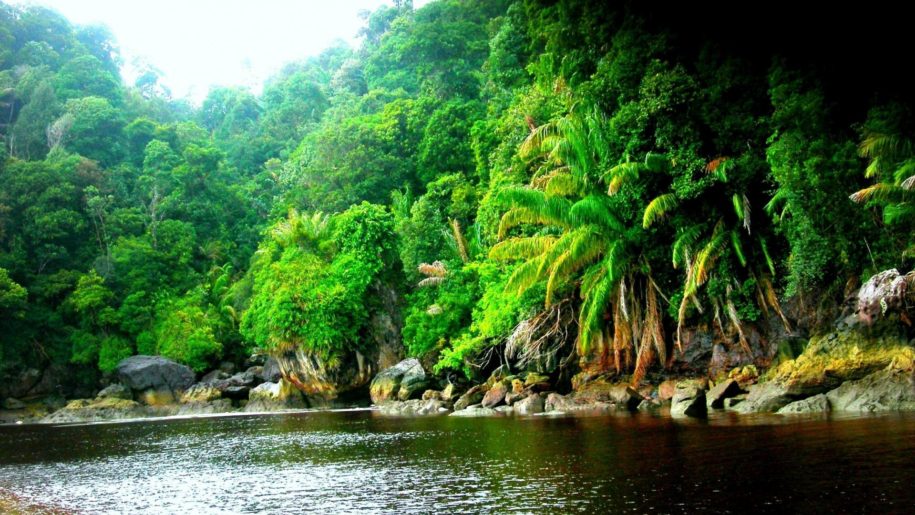 ジャングル壁紙hd,自然,自然の風景,水域,水資源,密林