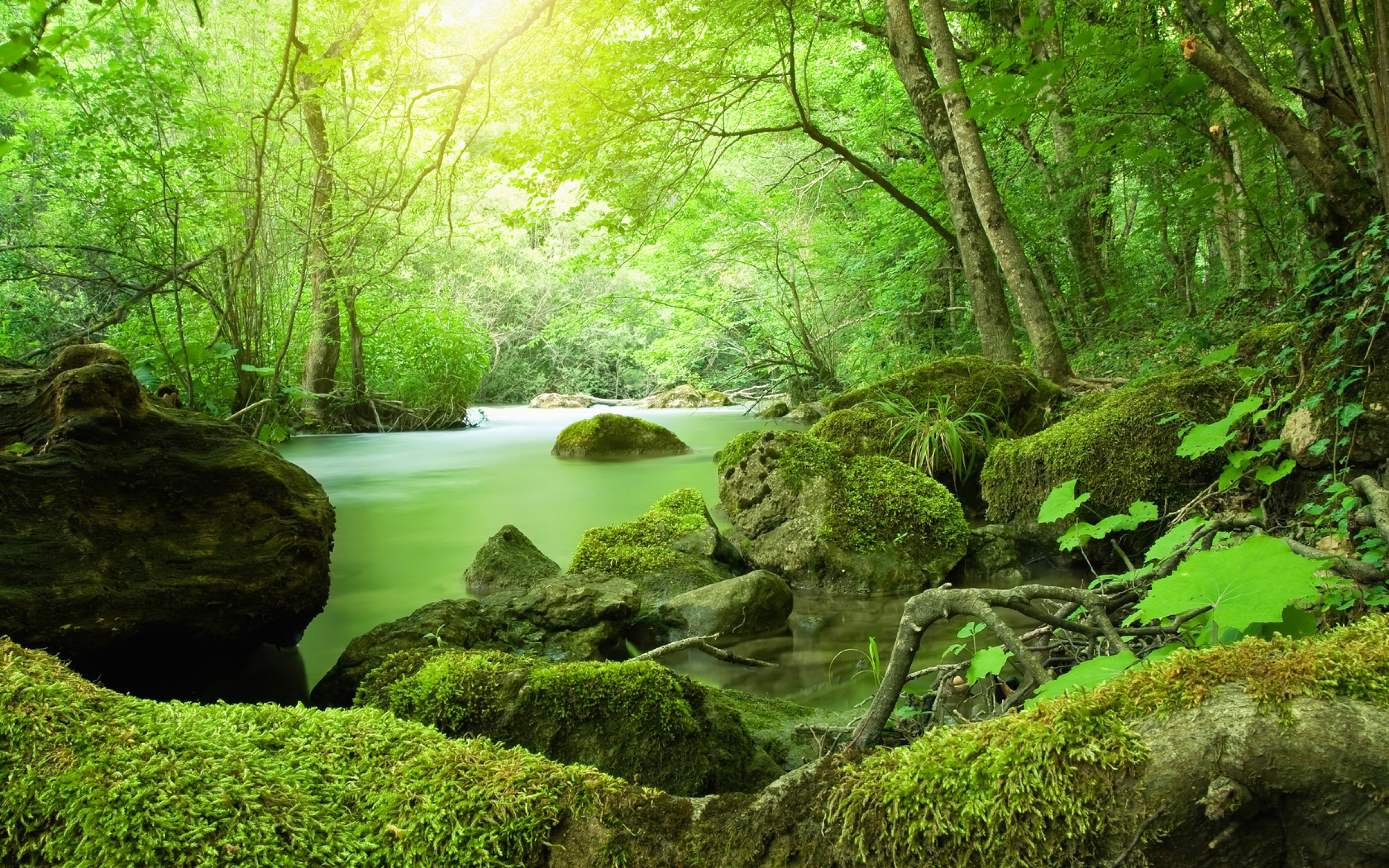 ジャングル壁紙hd,自然の風景,自然,水域,緑,森林