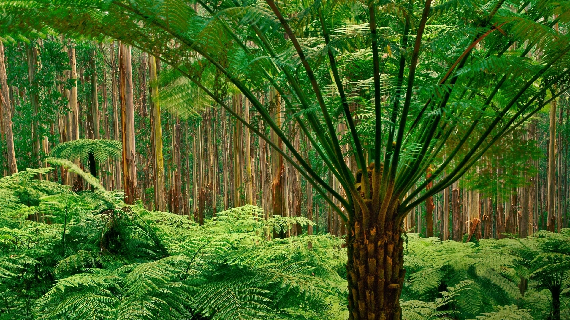 ジャングル壁紙hd 木 自然 森林 密林 自然の風景 Wallpaperuse