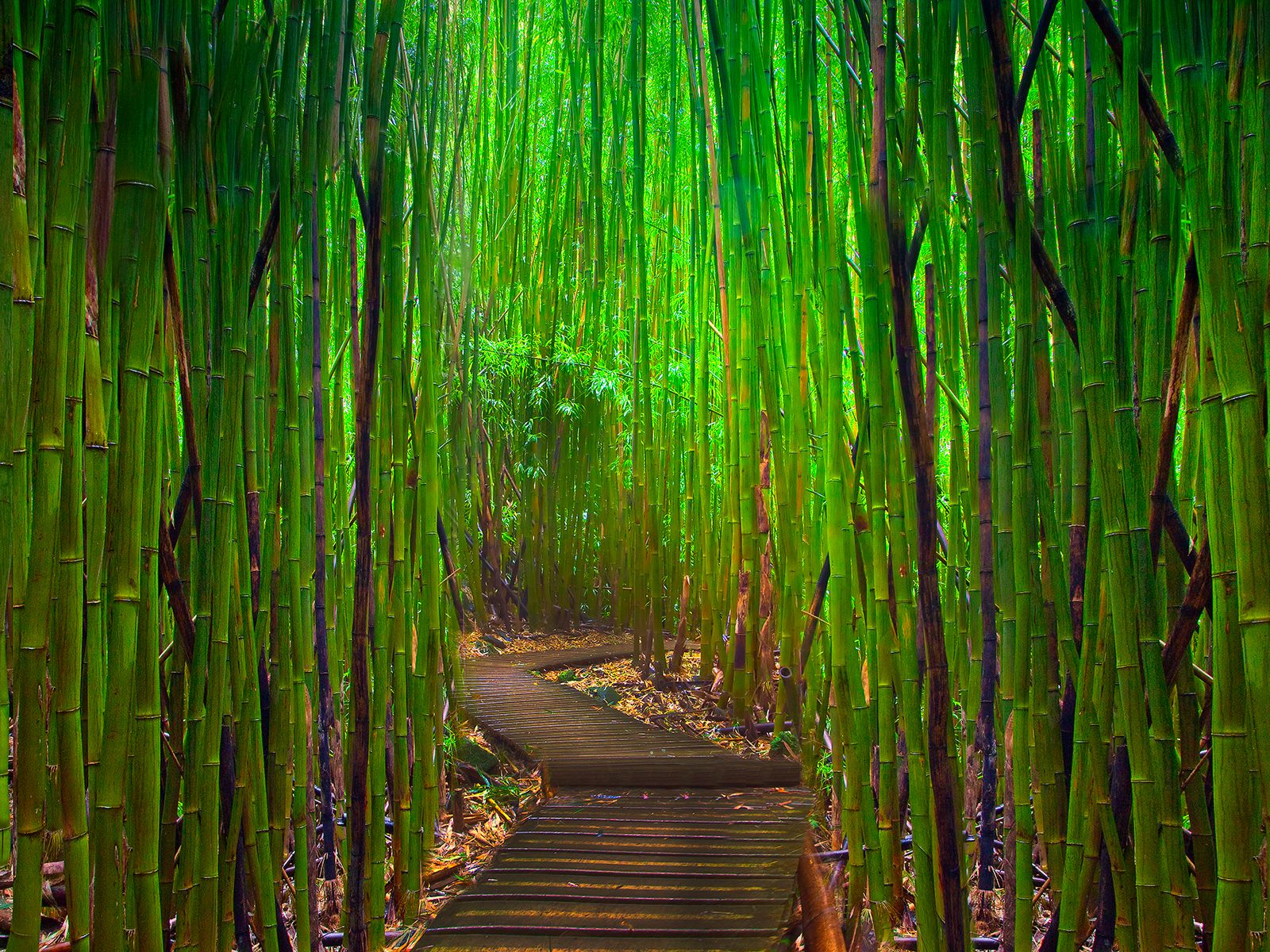 fond d'écran jungle hd,vert,bambou,la nature,arbre,forêt