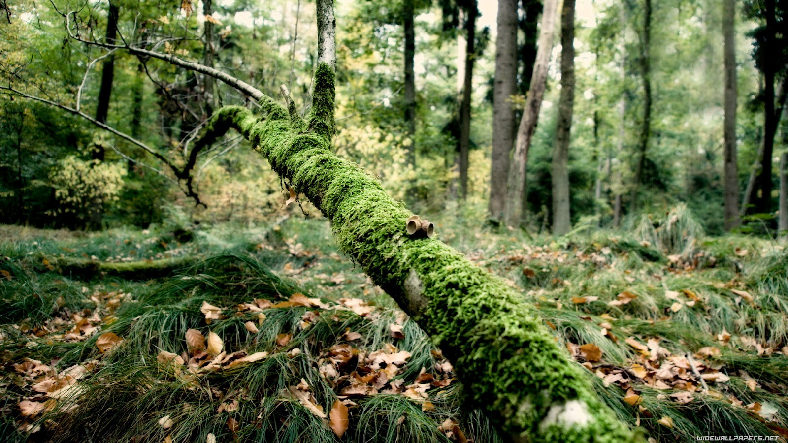 giungla wallpaper hd,foresta,vecchia foresta di crescita,paesaggio naturale,albero,bosco