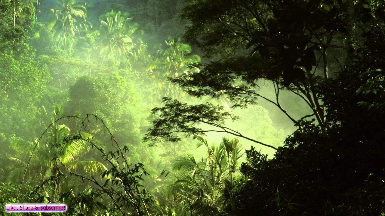 ジャングル壁紙hd 自然 緑 密林 森林 雨林 711 Wallpaperuse