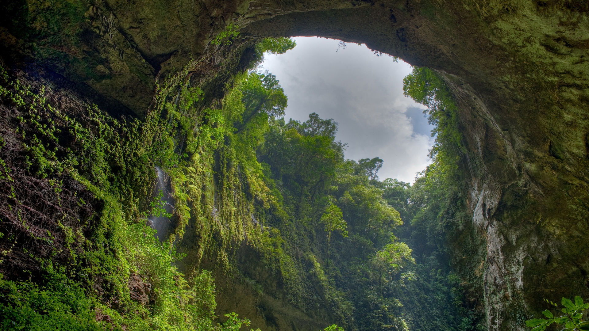 selva fondo de pantalla hd,naturaleza,verde,paisaje natural,formación,arco