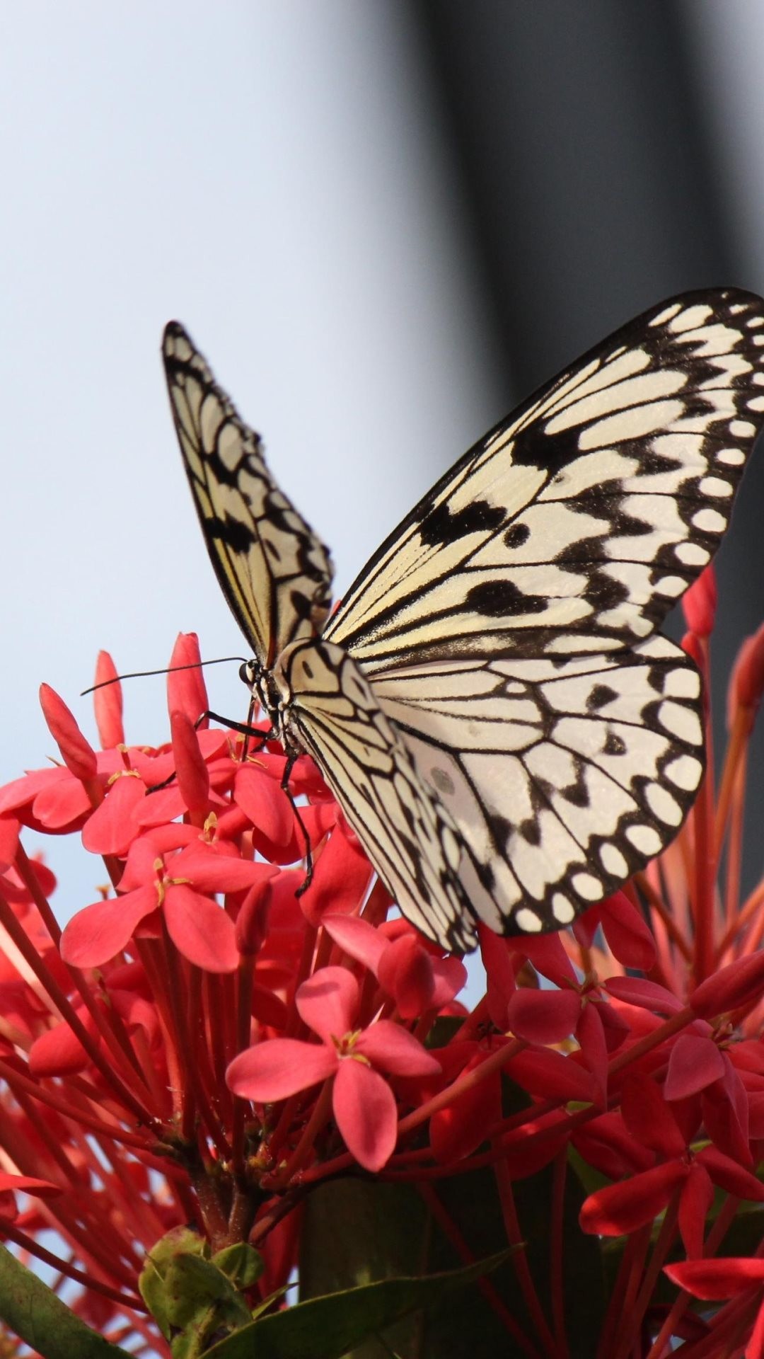 schmetterling mit blumen tapeten,motten und schmetterlinge,schmetterling,untergattung cynthia,insekt,wirbellos