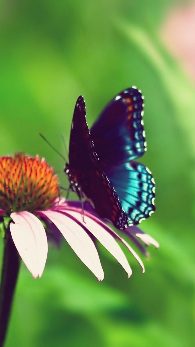 schmetterling mit blumen tapeten,motten und schmetterlinge,schmetterling,insekt,schwarzer schwalbenschwanz,wirbellos