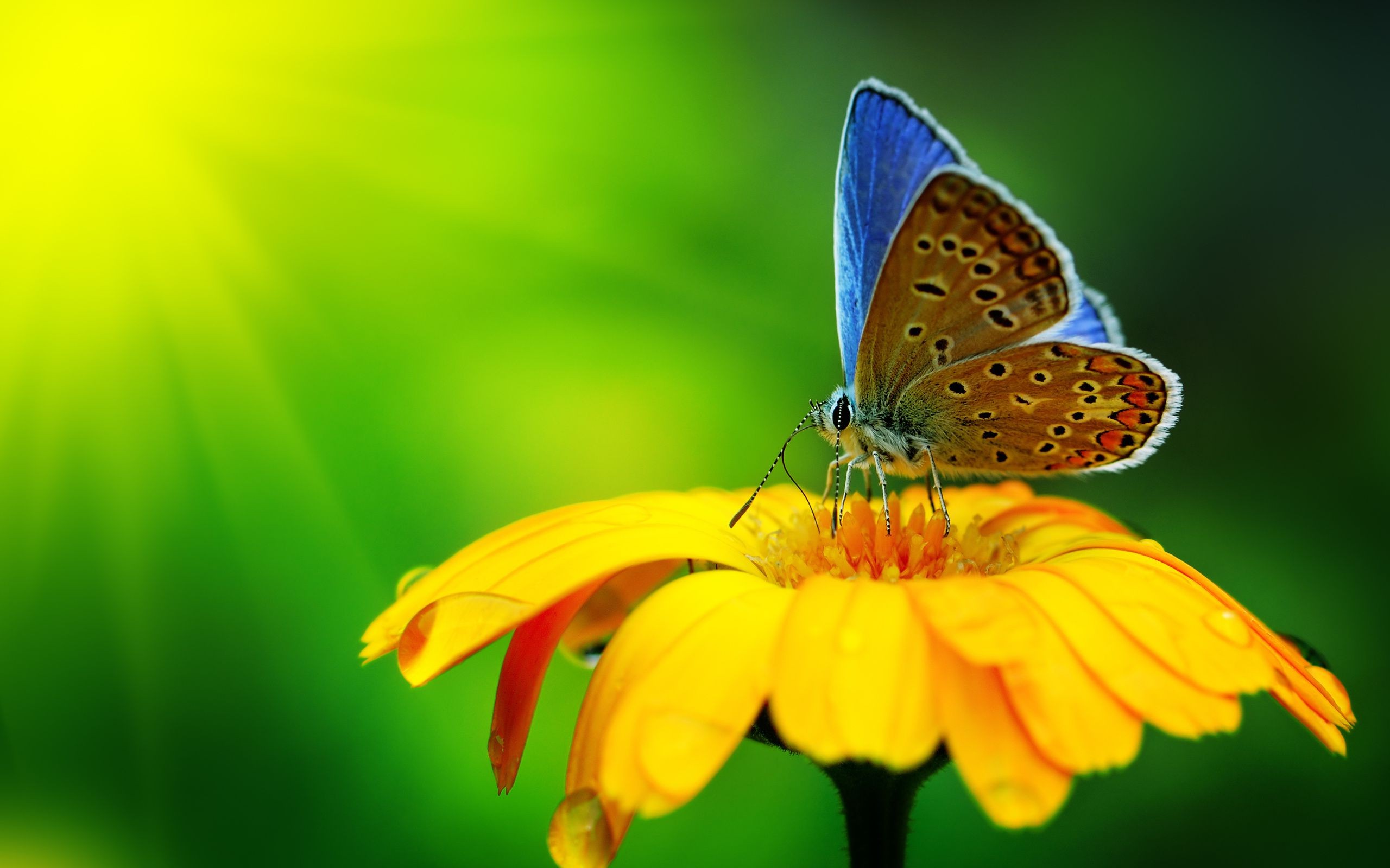 花の壁紙と蝶,蛾と蝶,バタフライ,昆虫,共通の青,シジミチョウ
