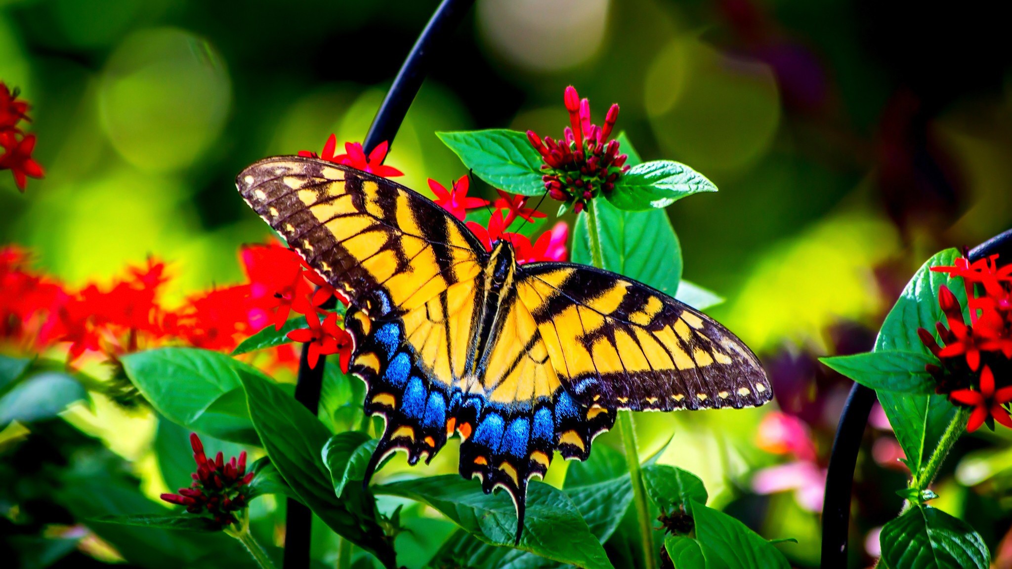 butterfly with flowers wallpapers,moths and butterflies,butterfly,cynthia (subgenus),insect,eastern tiger swallowtail