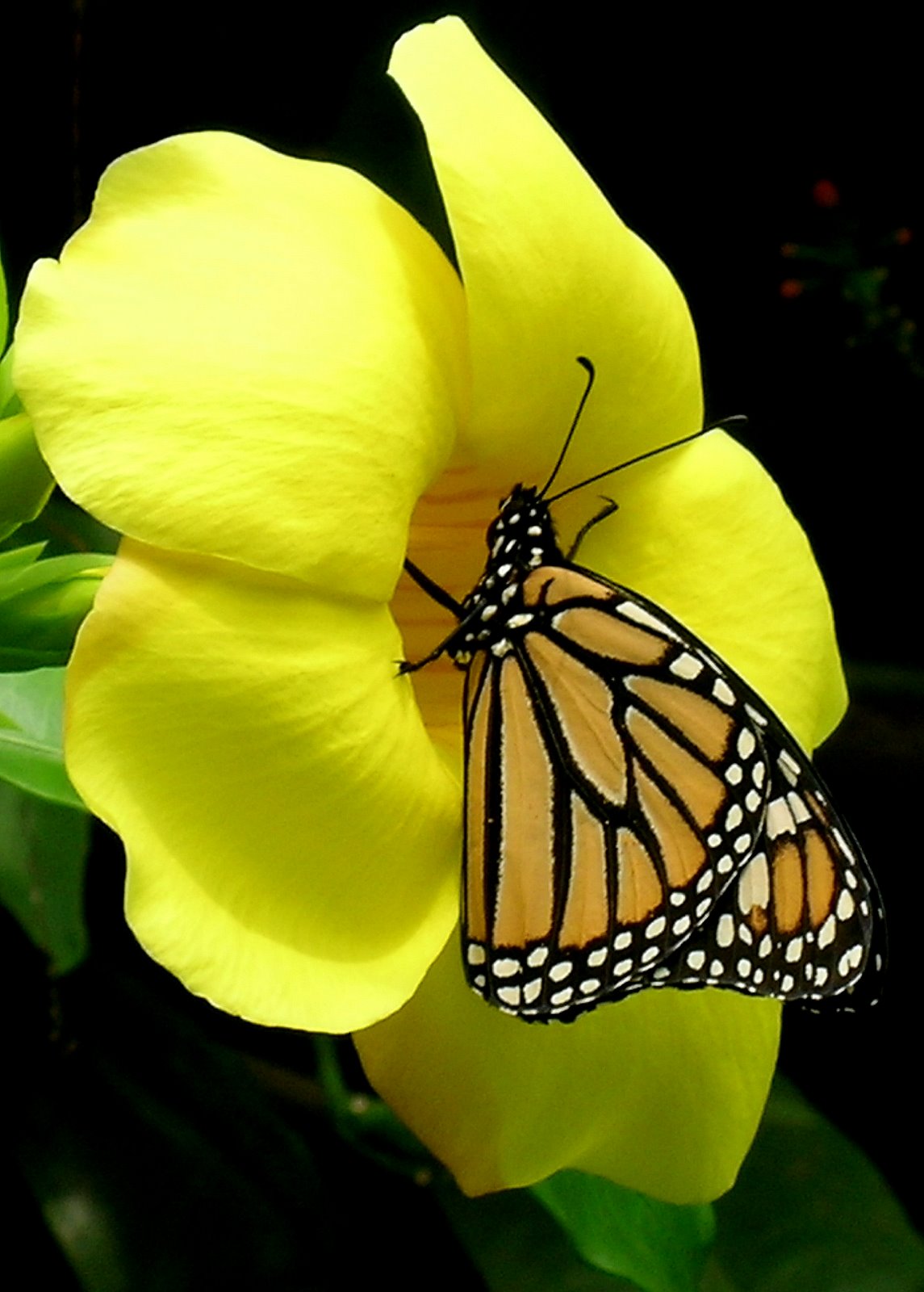 꽃과 나비 배경 화면,나방과 나비,나비,곤충,브러시 발된 나비,무척추 동물