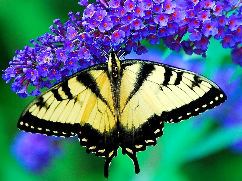 butterfly with flowers wallpapers,moths and butterflies,butterfly,insect,western tiger swallowtail,eastern tiger swallowtail