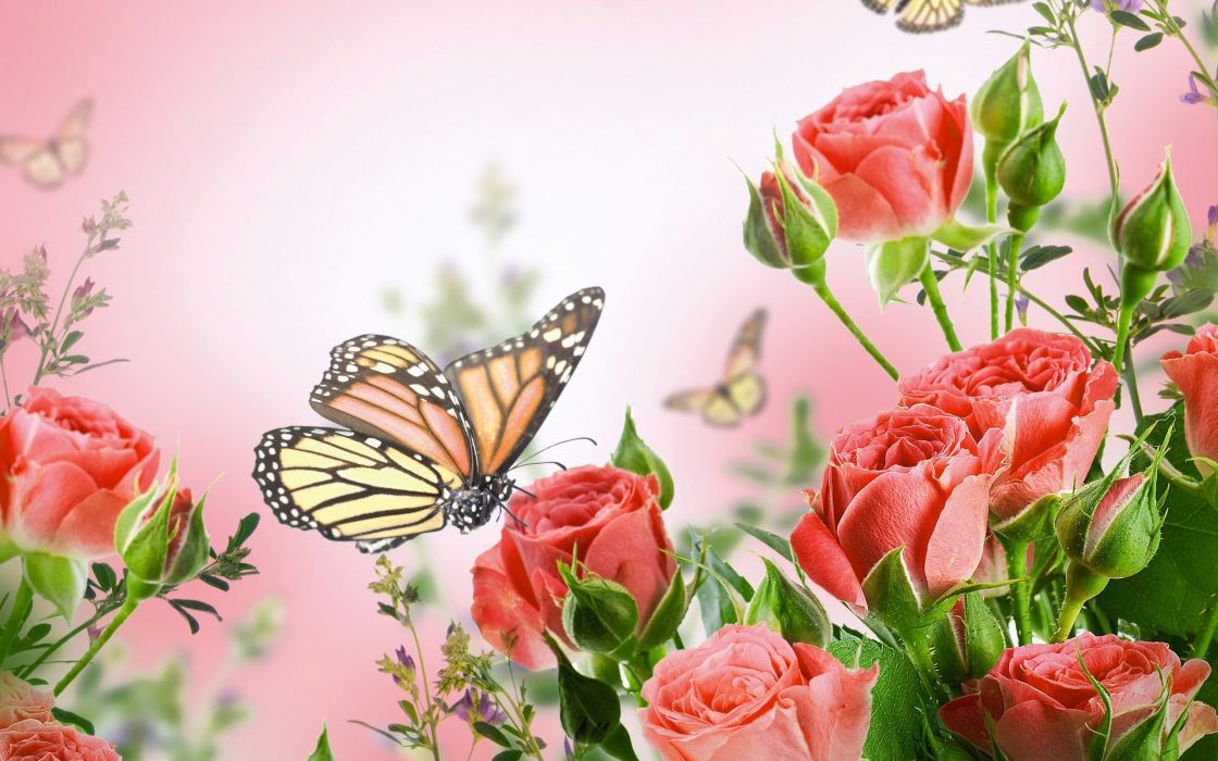 schmetterling mit blumen tapeten,schmetterling,motten und schmetterlinge,insekt,rosa,blume