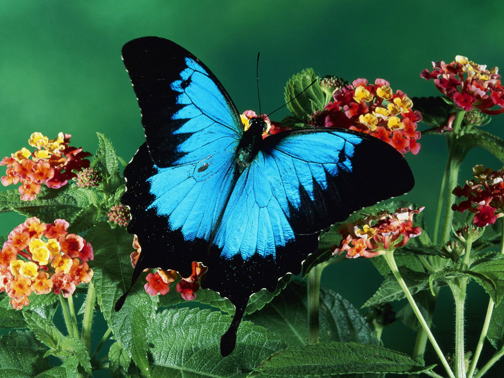 papillon avec des fleurs fonds d'écran,papillons et papillons,papillon,insecte,invertébré,machaon pipevine