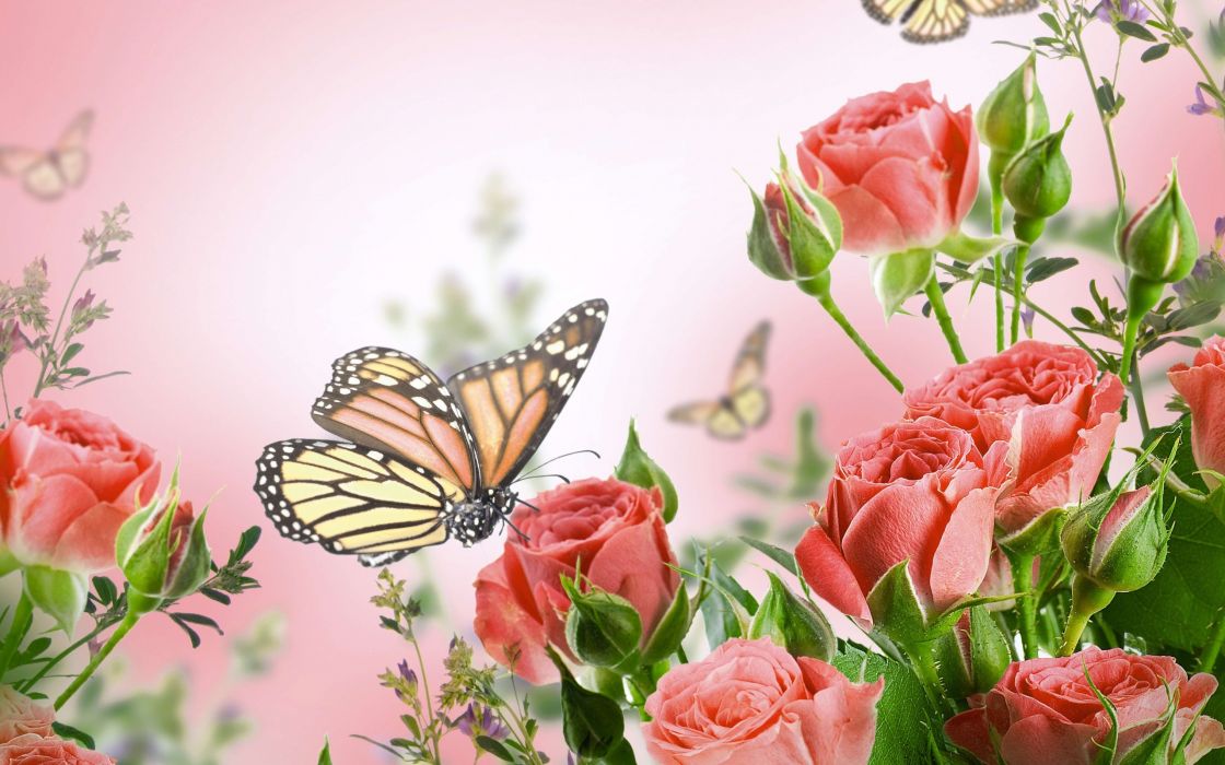butterfly with flowers wallpapers,butterfly,pink,moths and butterflies,insect,flower