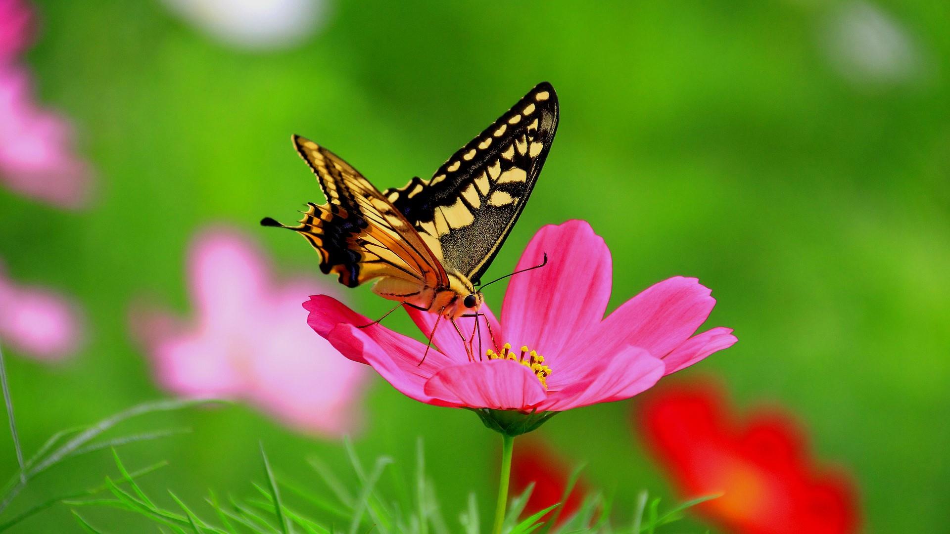 sfondi farfalla con fiori,la farfalla,cynthia subgenus,insetto,falene e farfalle,invertebrato