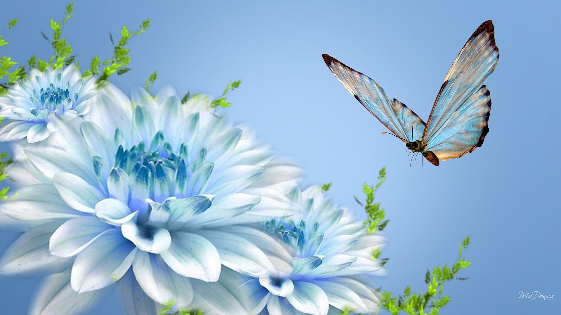 papillon avec des fleurs fonds d'écran,bleu,papillon,insecte,papillons et papillons,bleu commun
