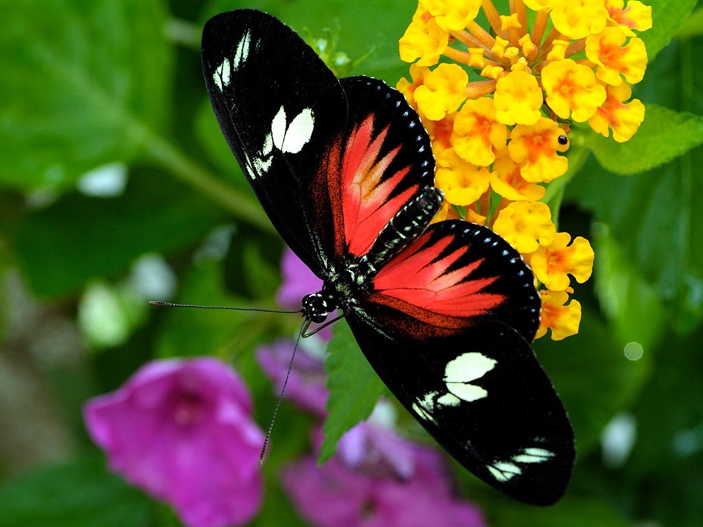 butterfly with flowers wallpapers,butterfly,insect,moths and butterflies,invertebrate,pollinator