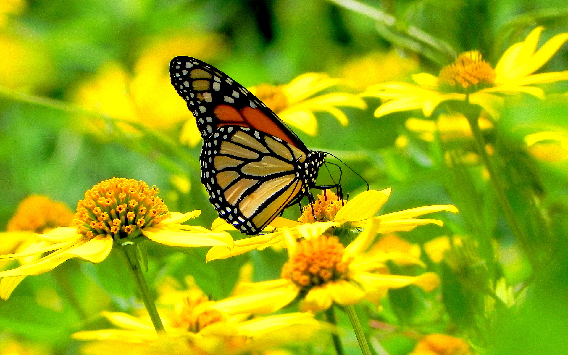 butterfly with flowers wallpapers,moths and butterflies,butterfly,monarch butterfly,viceroy (butterfly),insect