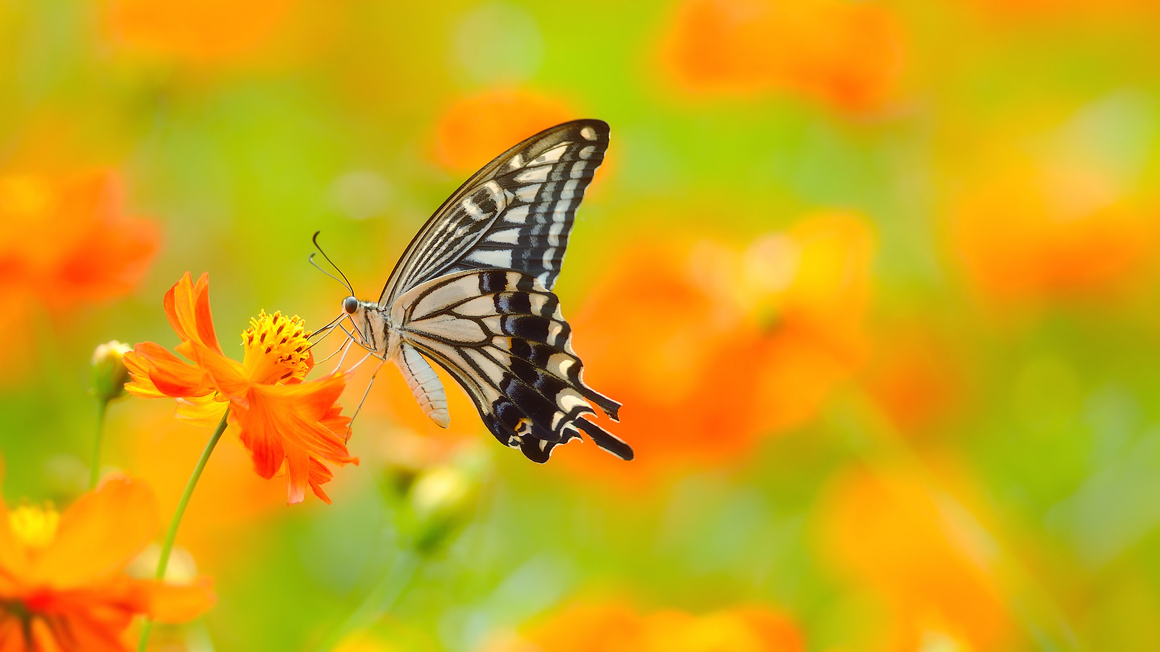 papillon avec des fleurs fonds d'écran,papillons et papillons,papillon,insecte,invertébré,papilio machaon