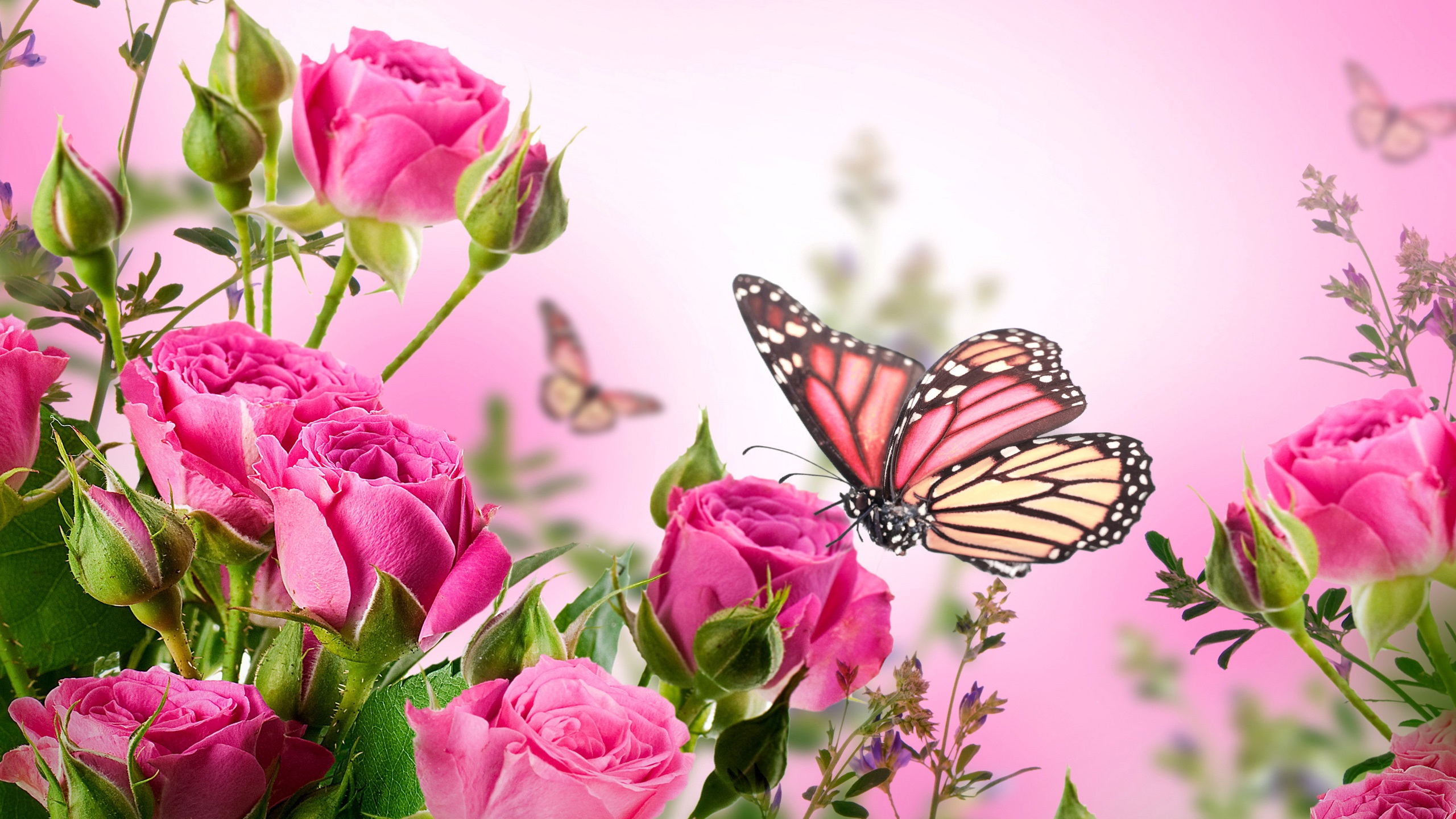 butterfly with flowers wallpapers,butterfly,pink,insect,flower,moths and butterflies