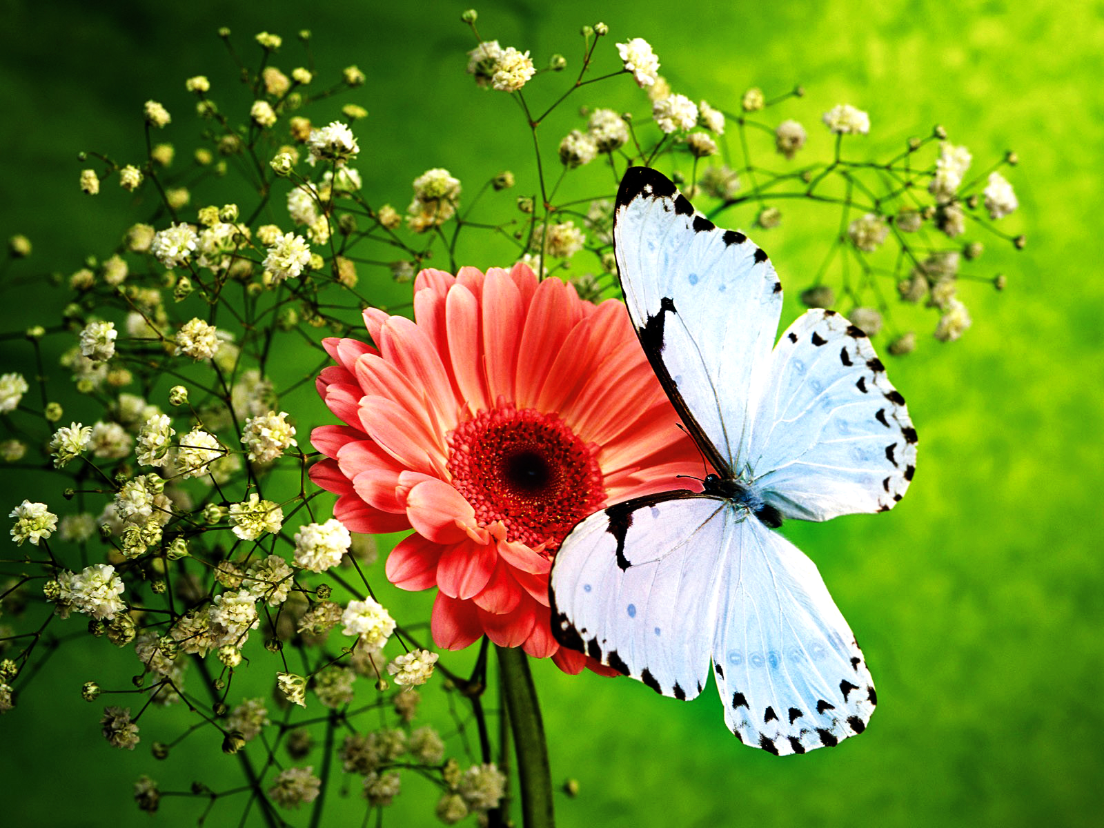 butterfly with flowers wallpapers,butterfly,insect,moths and butterflies,flower,pollinator