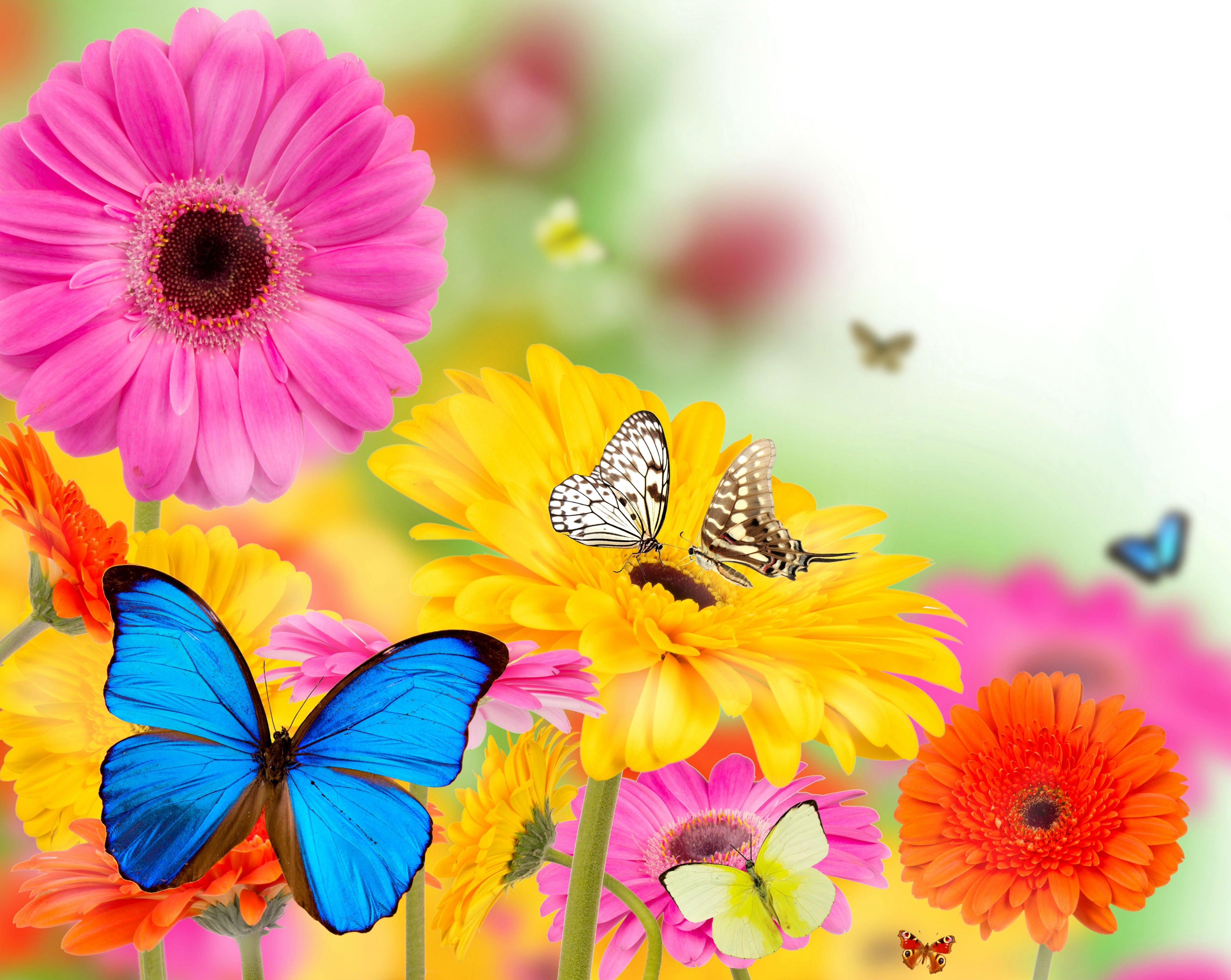 花の壁紙と蝶,バタフライ,ピンク,花,黄,花弁