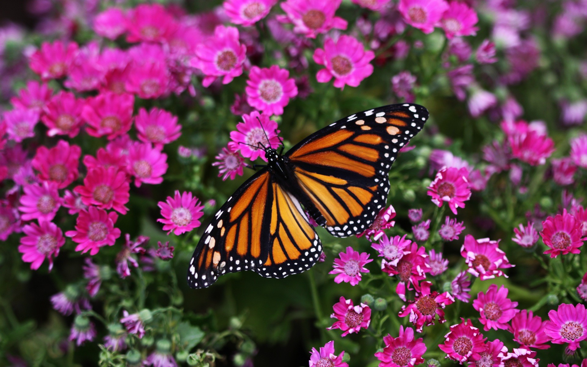 schmetterling mit blumen tapeten,schmetterling,monarchfalter,untergattung cynthia,insekt,motten und schmetterlinge