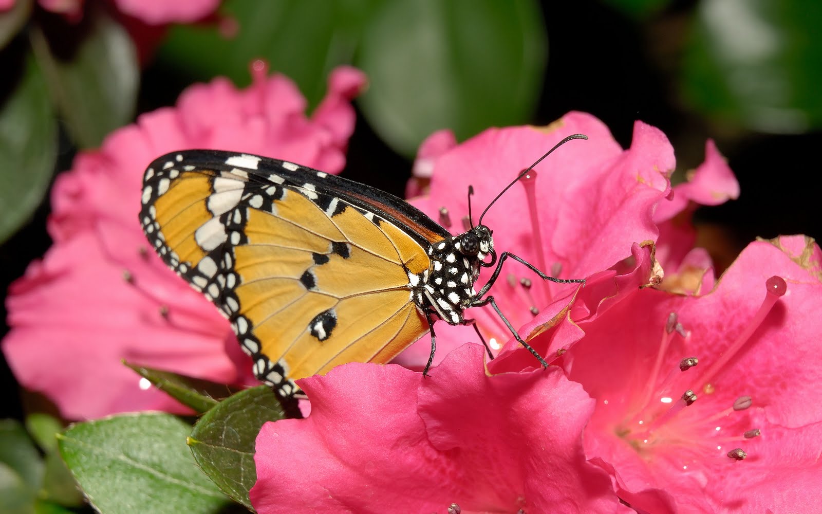 butterfly with flowers wallpapers,moths and butterflies,butterfly,cynthia (subgenus),insect,invertebrate