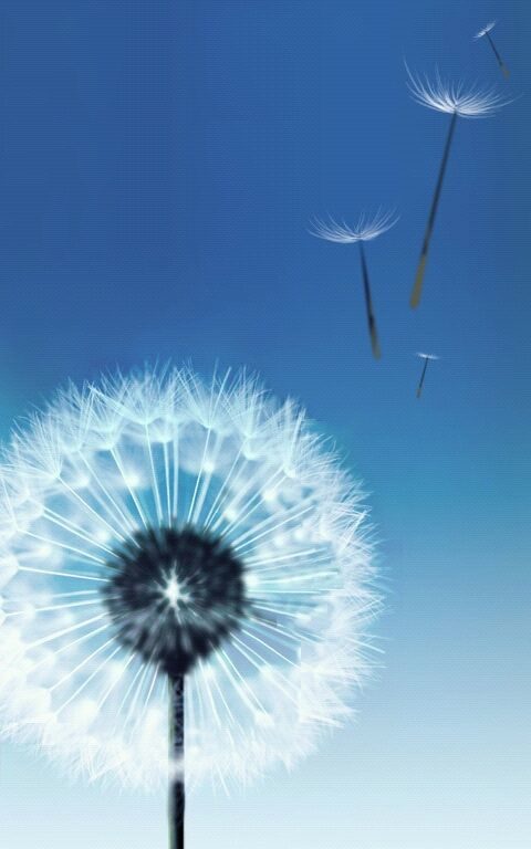 samsung original wallpaper download,dandelion,dandelion,blue,sky,wind