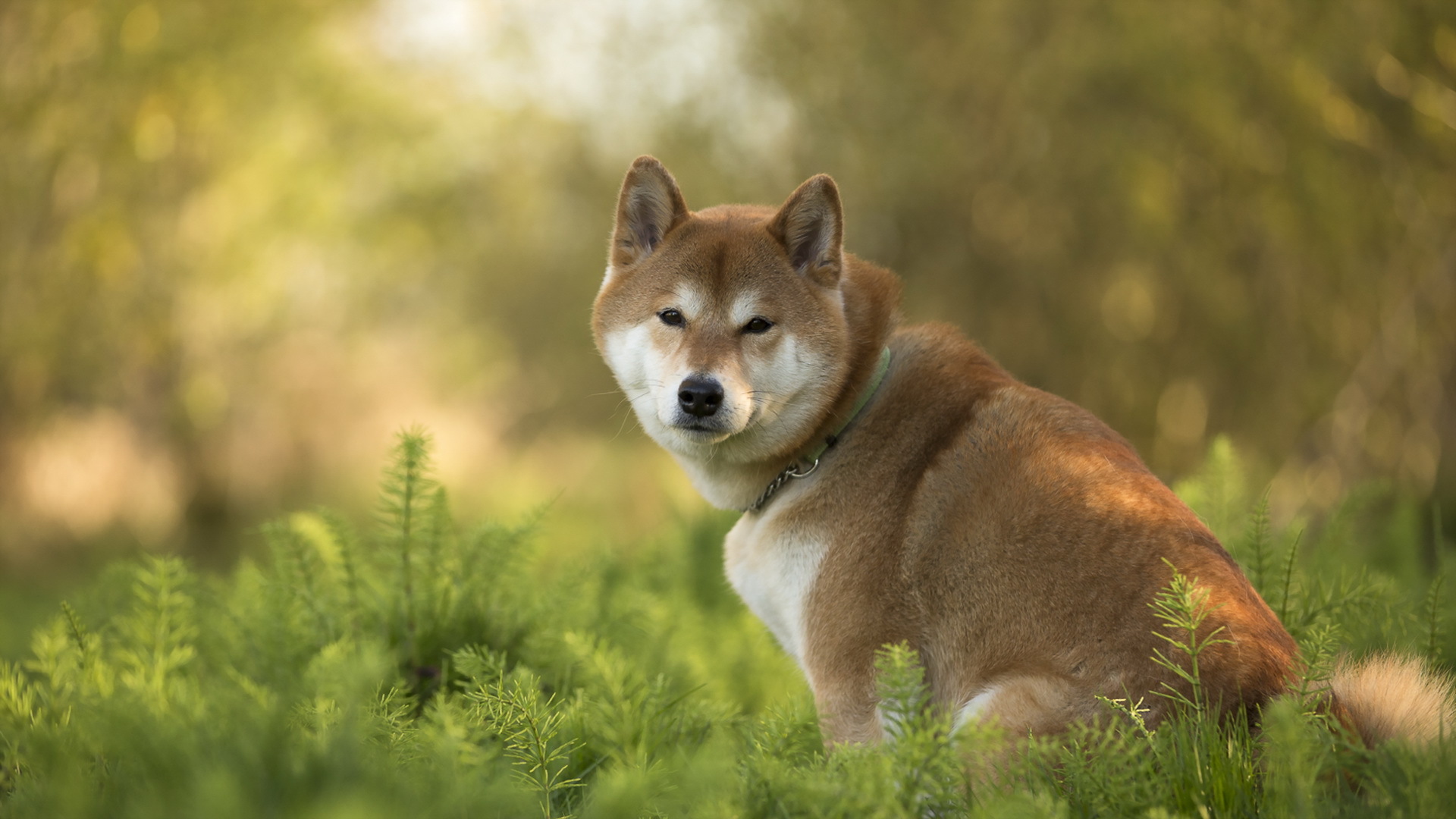 柴犬壁紙 犬 野生動物 柴犬 陸生動物 Wallpaperuse