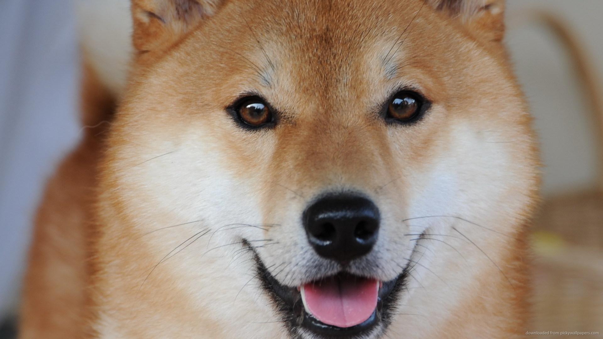 fondo de pantalla de shiba inu,perro,shiba inu,akita,akita inu