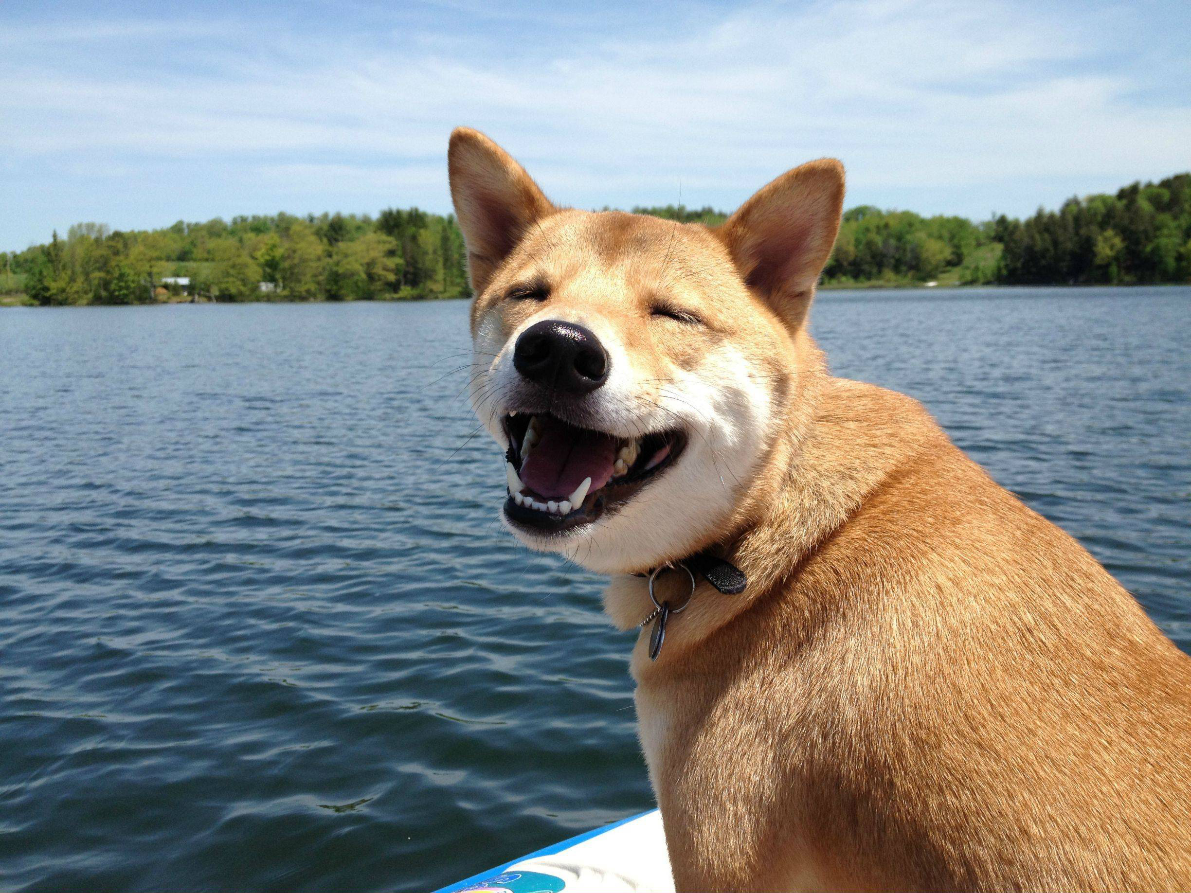 fondo de pantalla de shiba inu,perro,shiba inu