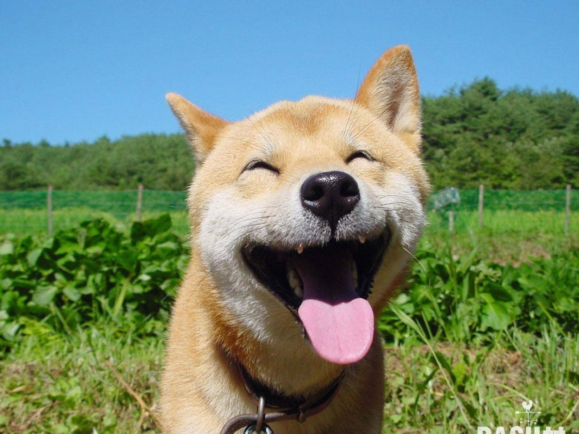 fondo de pantalla de shiba inu,perro,shiba inu,akita,akita inu,perro jindo coreano