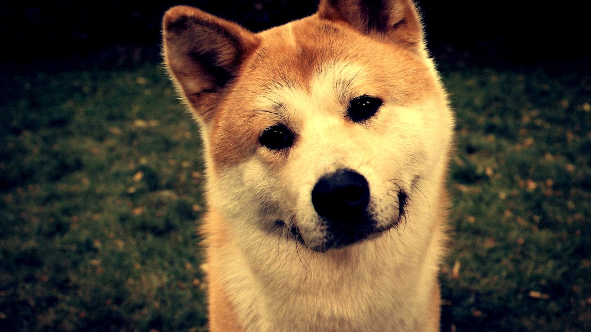 fondo de pantalla de shiba inu,perro,akita,akita inu,shiba inu