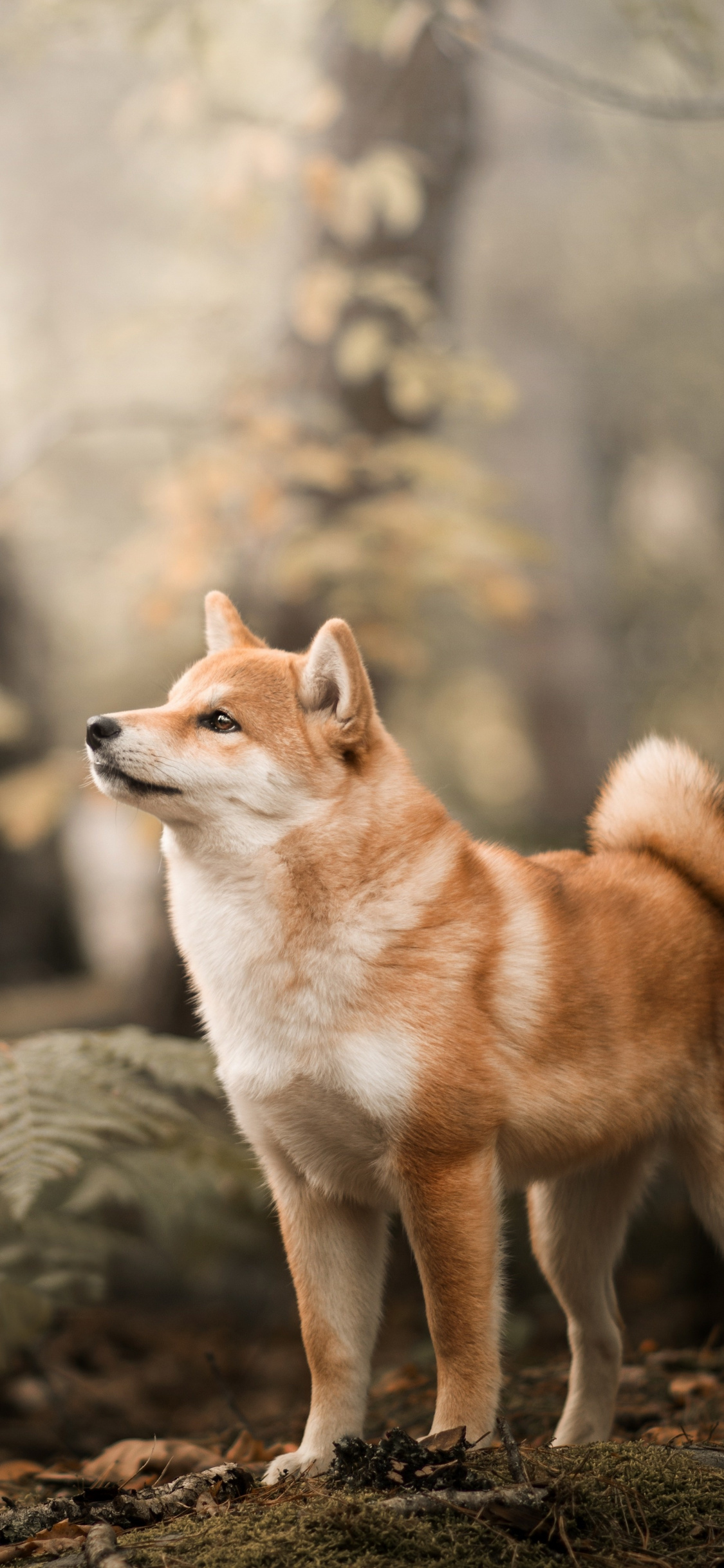 fond d'écran shiba inu,chien,shiba inu,akita,akita inu