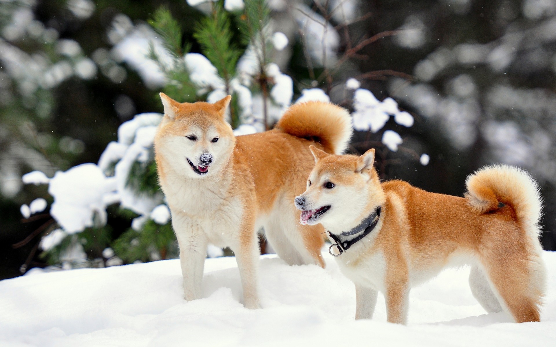 shiba inu tapete,hund,shiba inu,akita inu,hokkaido,akita