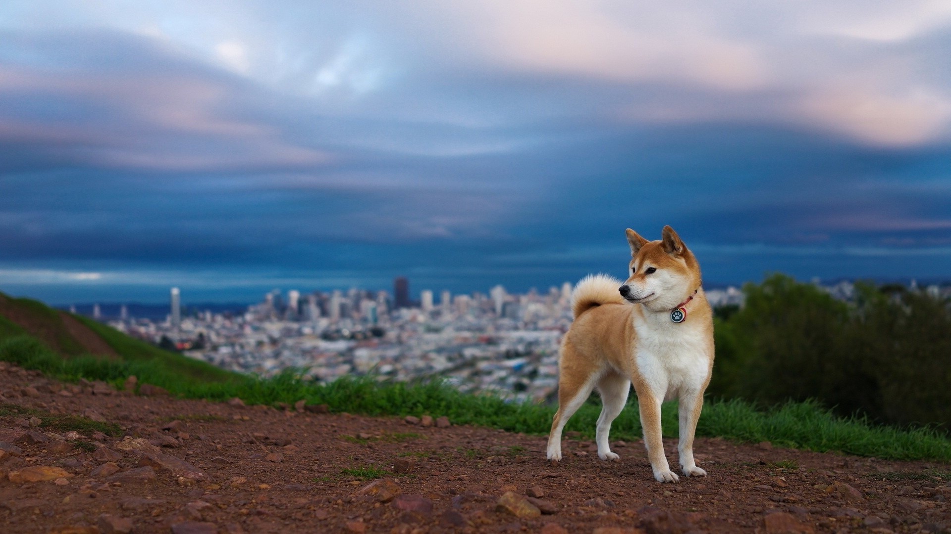 fond d'écran shiba inu,chien,shiba inu,norde lundehund,akita inu