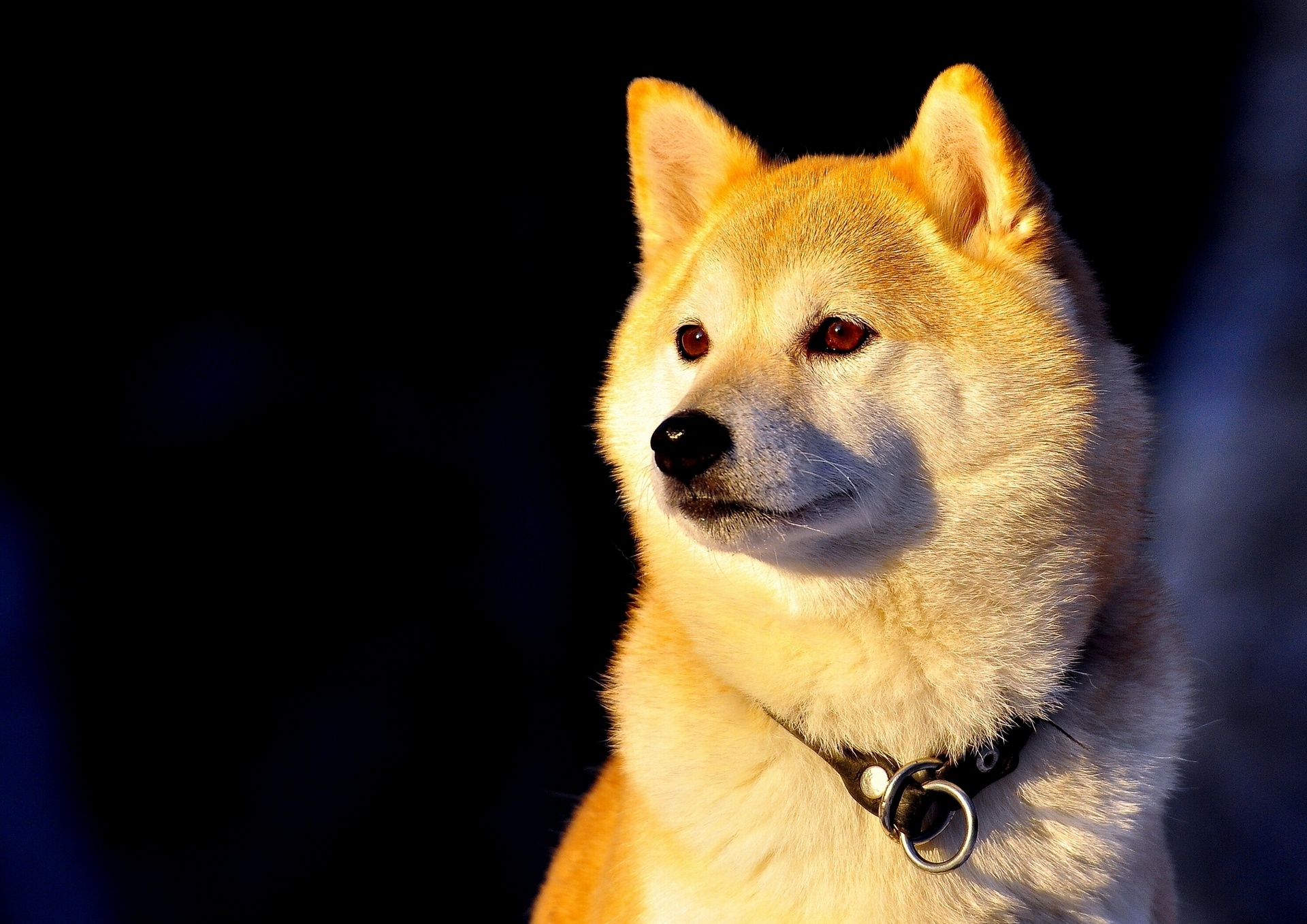 fondo de pantalla de shiba inu,perro,akita,akita inu,shiba inu