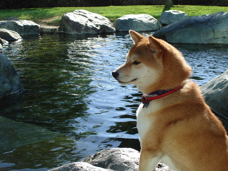 fondo de pantalla de shiba inu,perro,shiba inu,akita