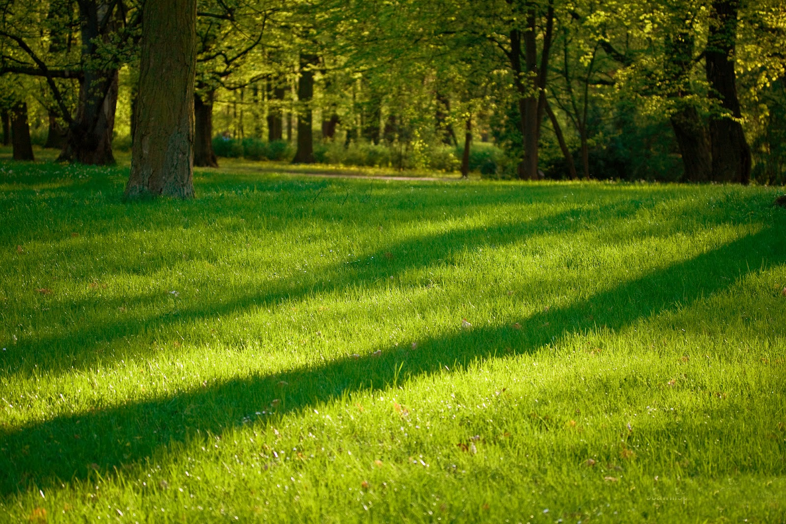 www hd wallpaper download,natural landscape,green,lawn,grass,nature