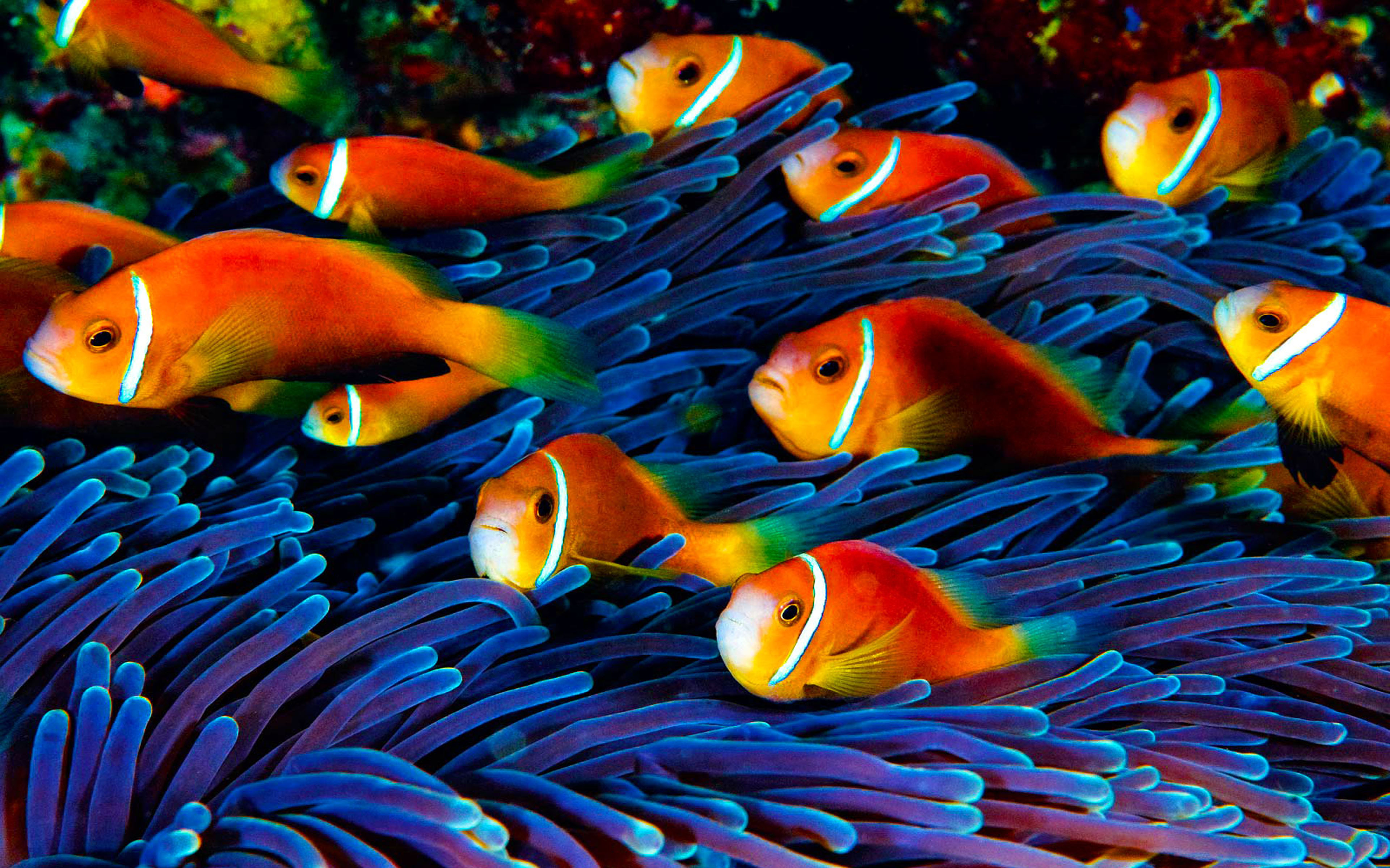 www hd wallpaper herunterladen,fisch,anemonenfisch,pomacentridae,meeresbiologie,korallenriff