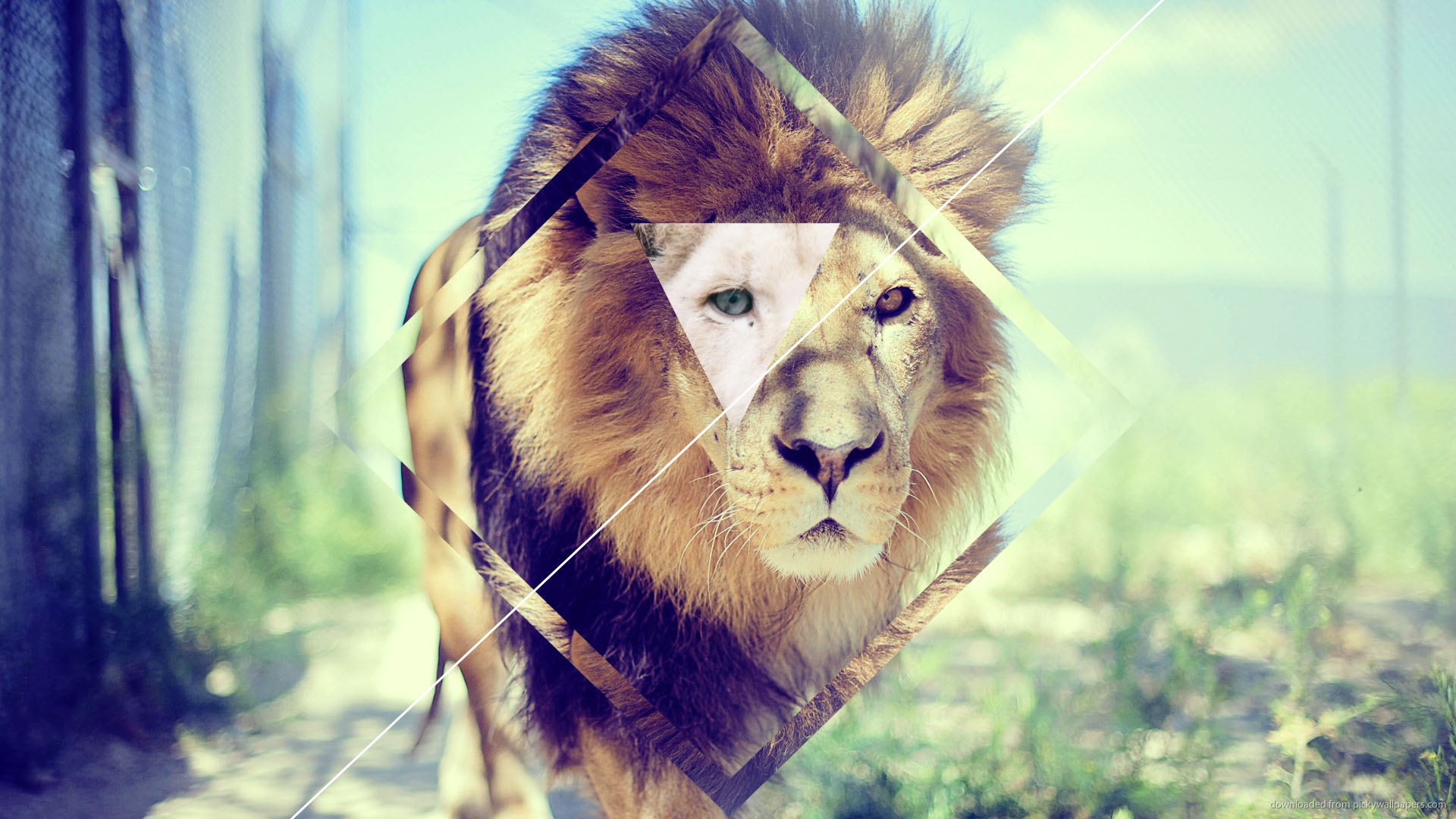 wallpapers hipster,lion,hair,mammal,wildlife,felidae