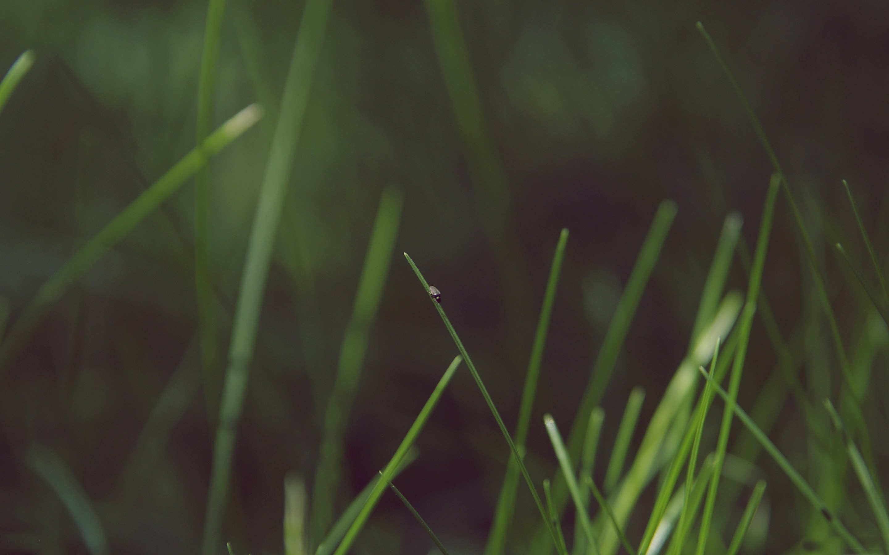 macbook pro retina wallpaper 2880x1800,green,grass,nature,water,plant