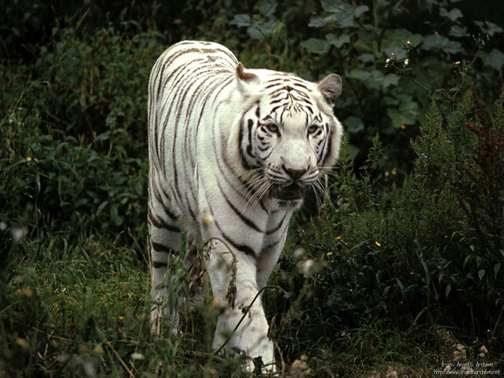 fondos de pantalla blanco,tigre,fauna silvestre,tigre de bengala,animal terrestre,tigre siberiano