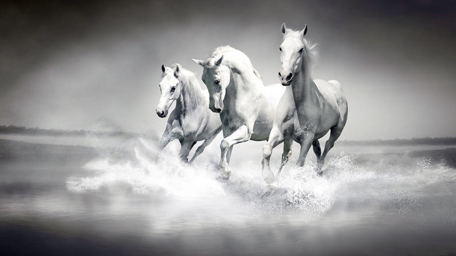 fonds d'écran blanc,cheval,blanc,noir et blanc,crinière,photographie monochrome