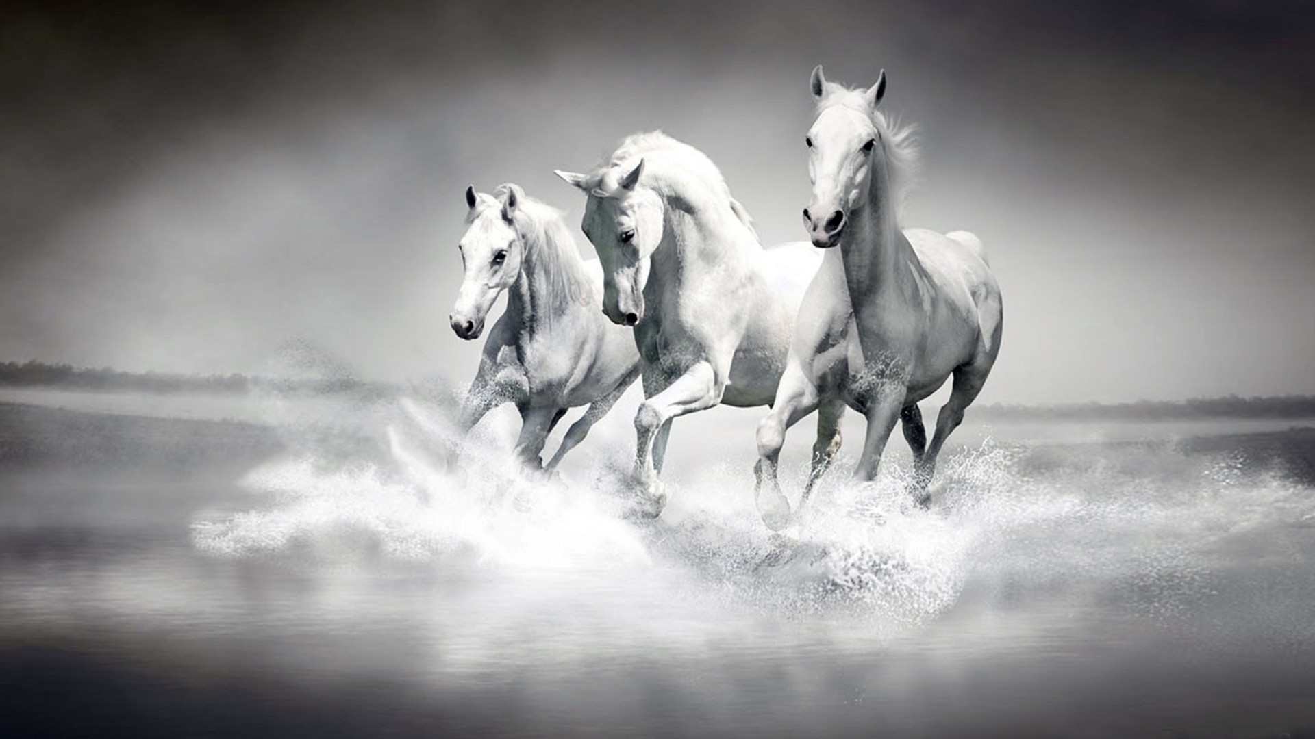 wallpapers white,horse,mammal,white,black and white,mane