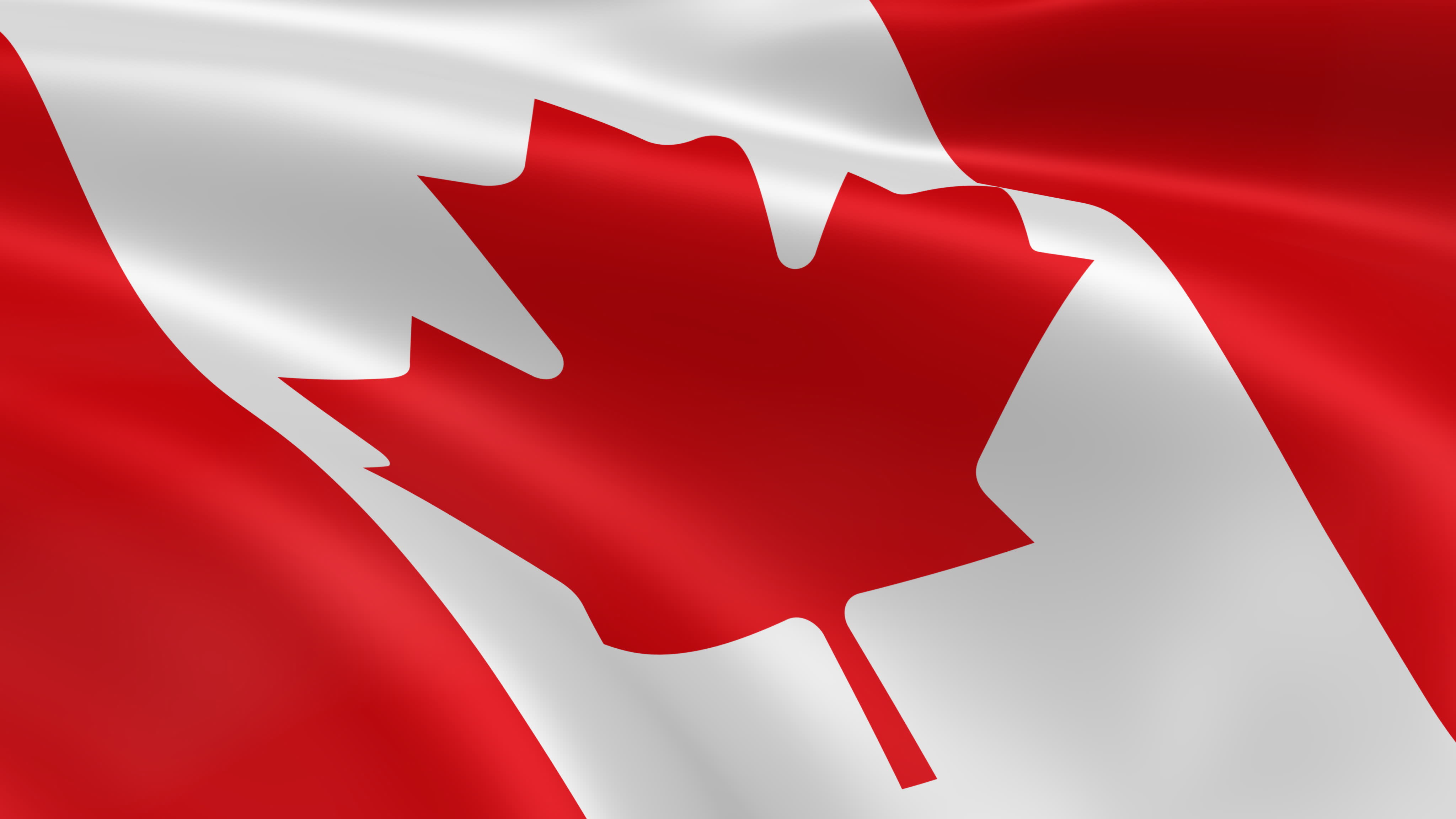 캐나다 국기 벽지,빨간,단풍잎,깃발,나무,카민