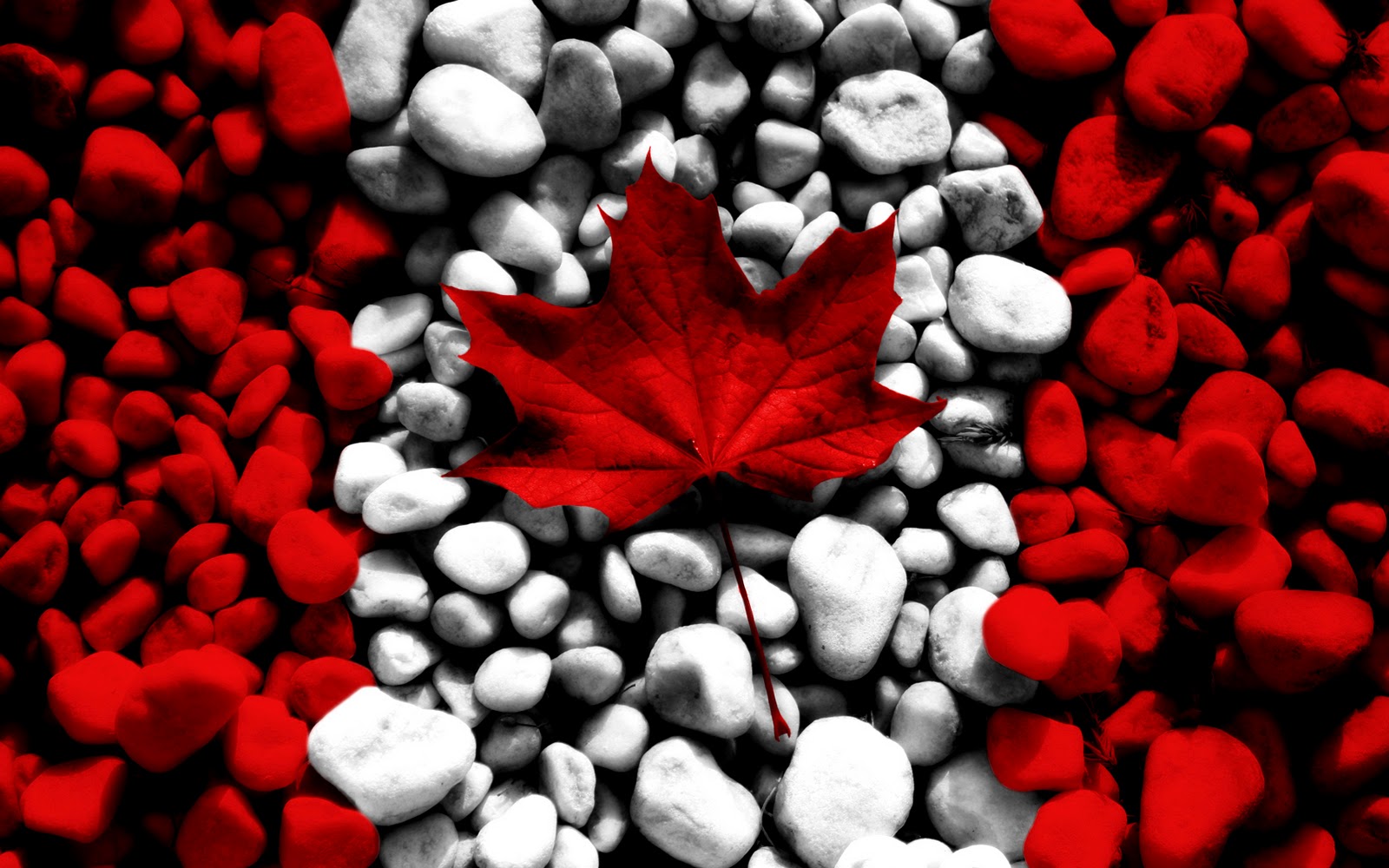 canada flag wallpaper,red,heart,colorfulness,plant,carmine