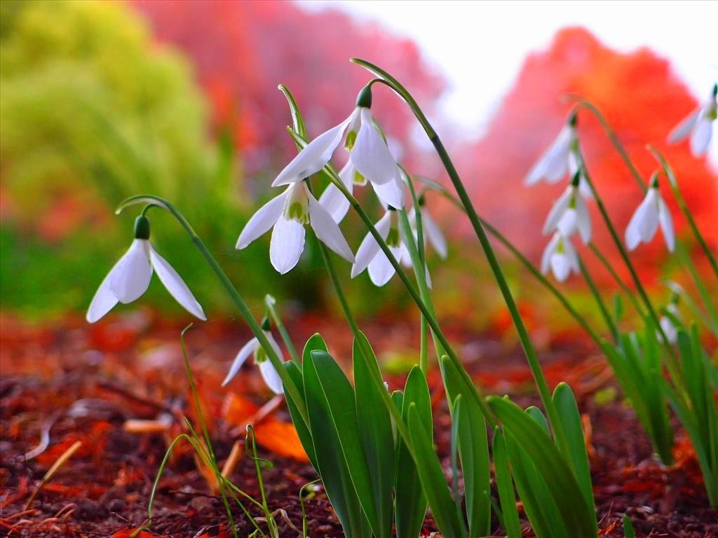 download di sfondi hd amore per android,fiore,pianta fiorita,bucaneve,pianta,galanthus